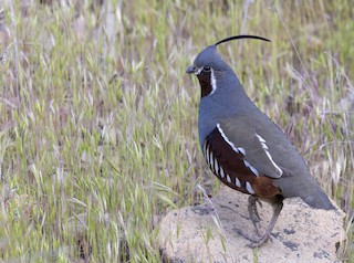 Mountain Quail