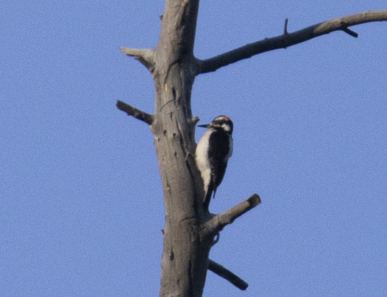 Hairy Woodpecker - ML618134196