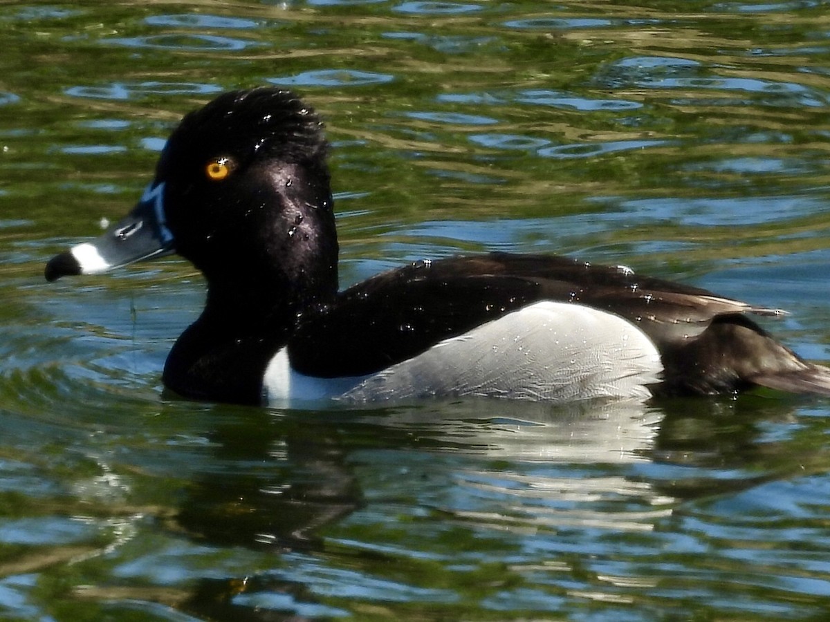Ring-necked Duck - Dave Ball