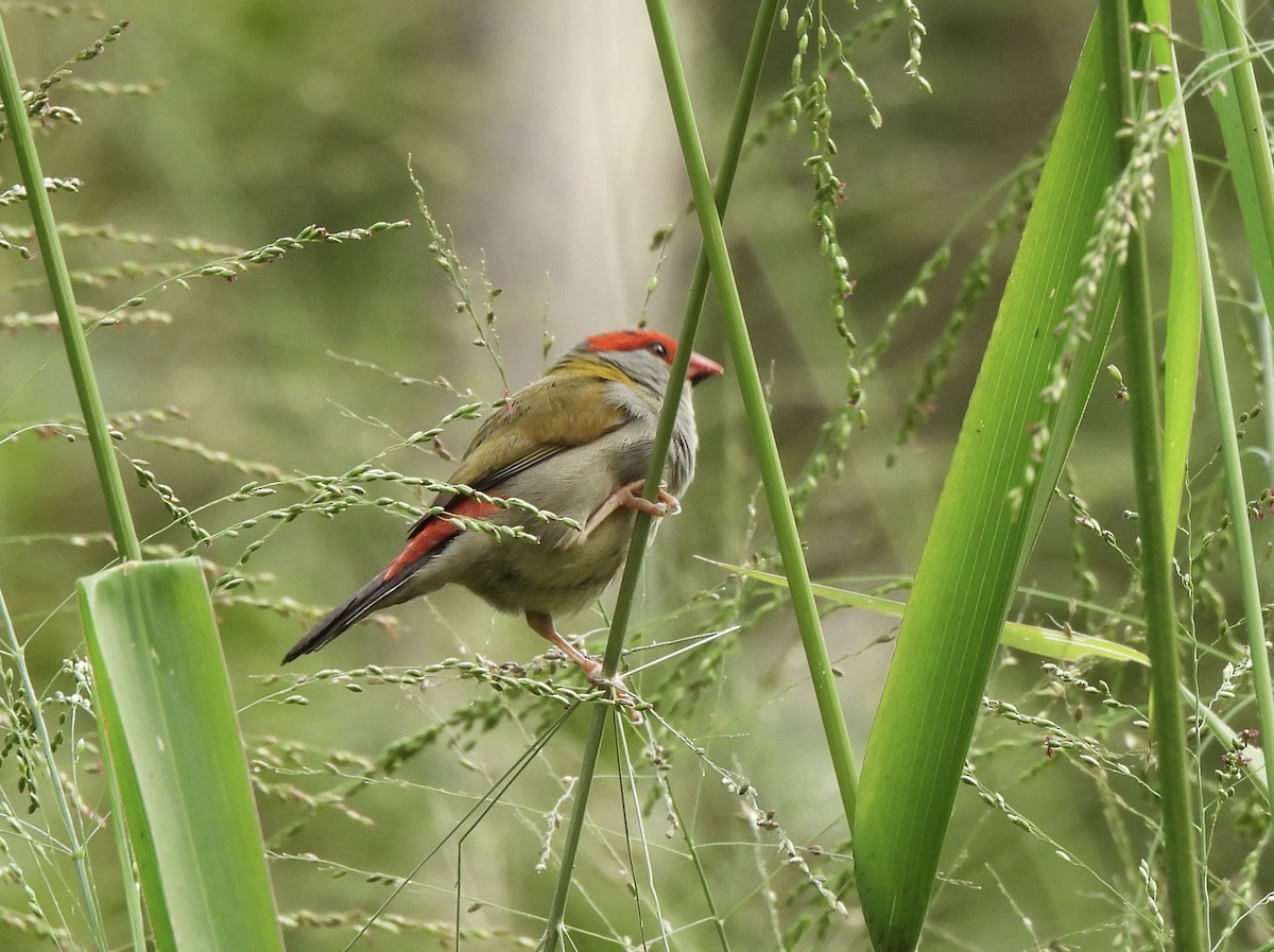 Red-browed Firetail - ML618134234