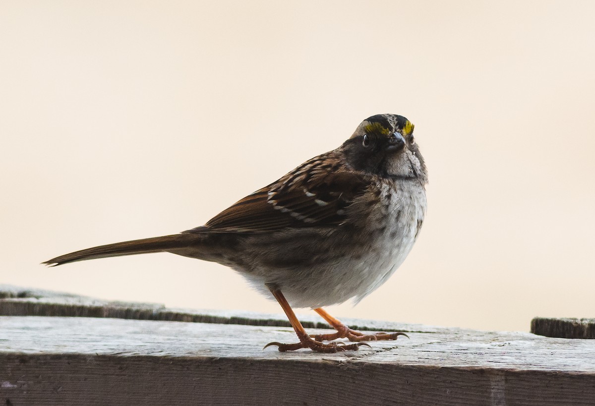 White-throated Sparrow - Nick Carter