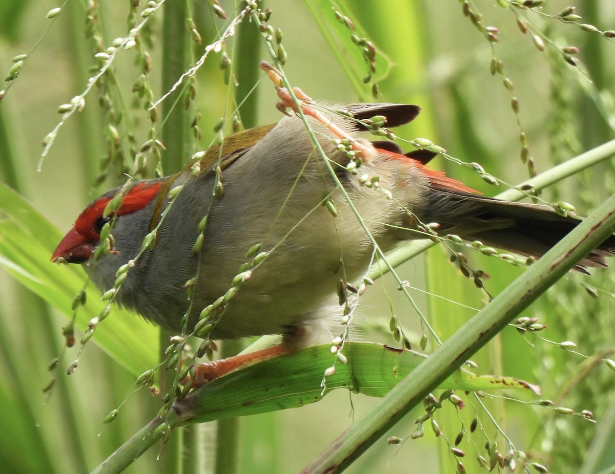 Red-browed Firetail - ML618134243