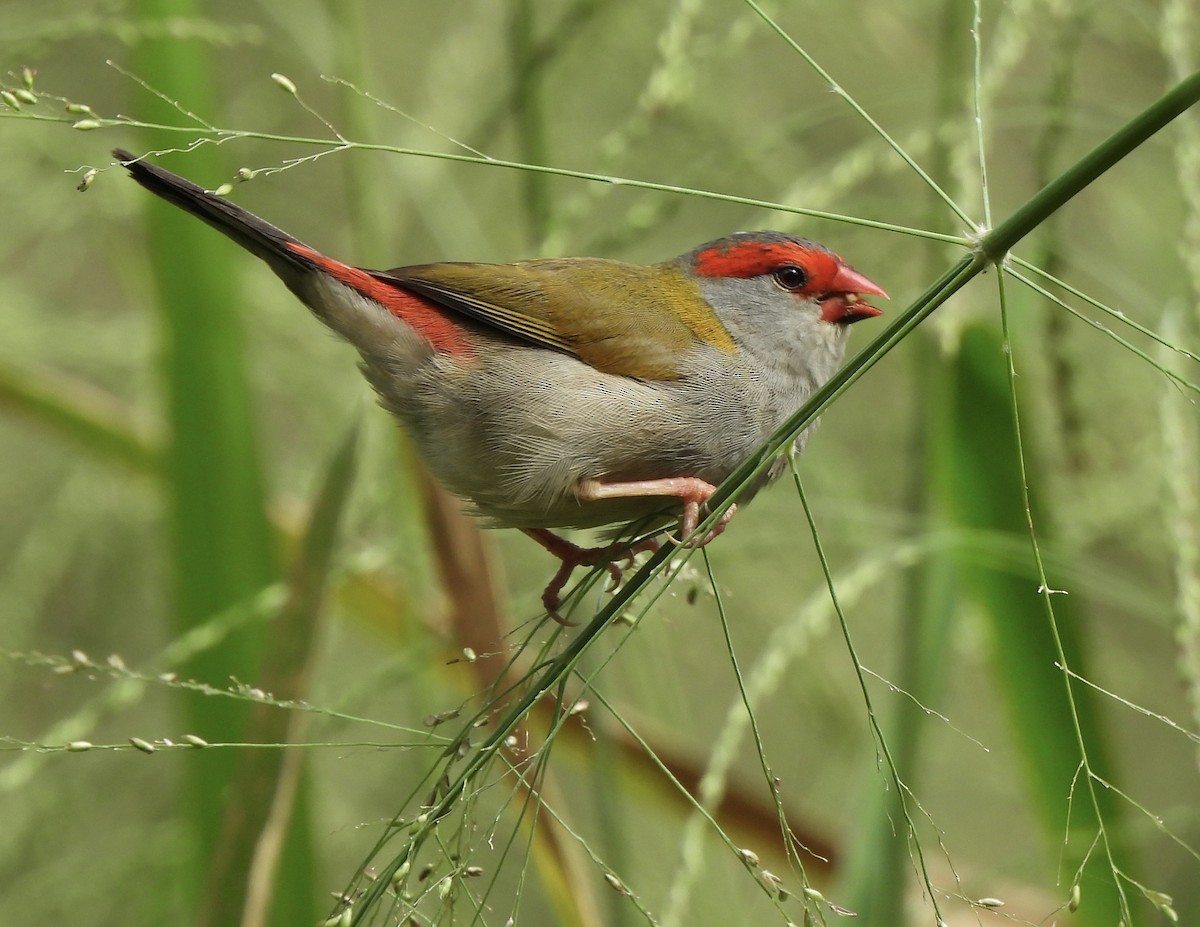 Red-browed Firetail - ML618134260