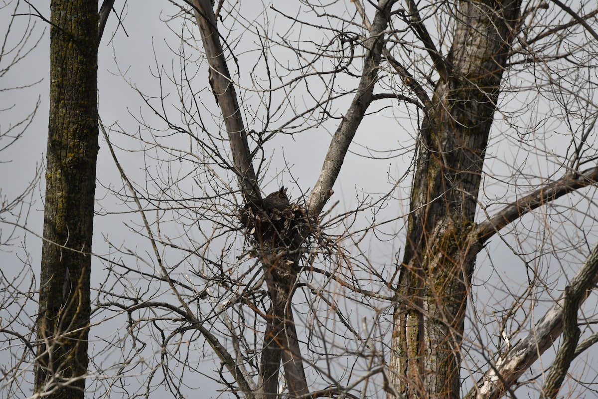 Great Horned Owl - ML618134265