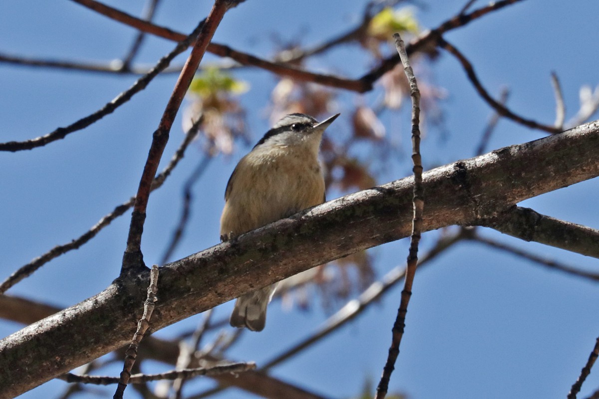 Red-breasted Nuthatch - ML618134266