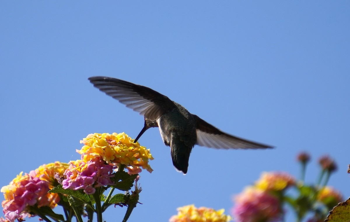 Anna's Hummingbird - ML618134267