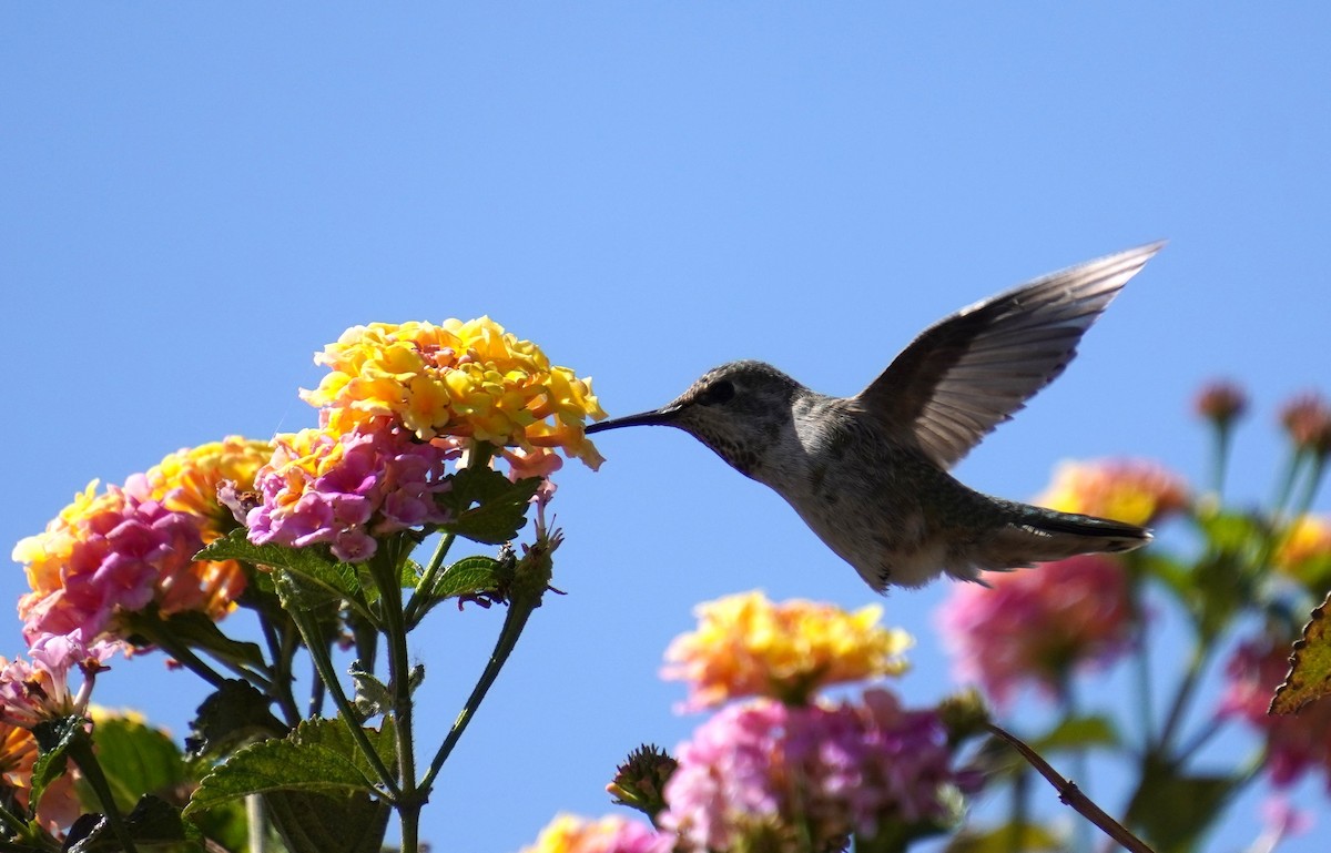 Anna's Hummingbird - ML618134268