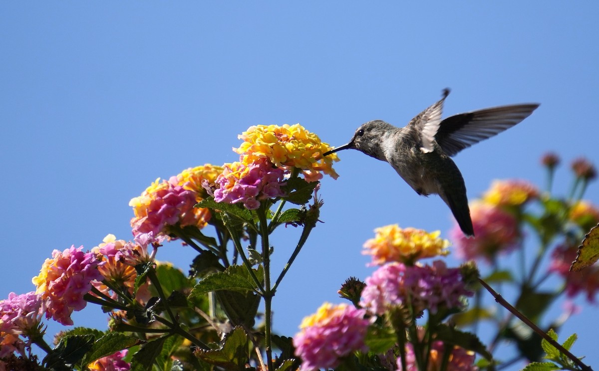 Anna's Hummingbird - Andy N