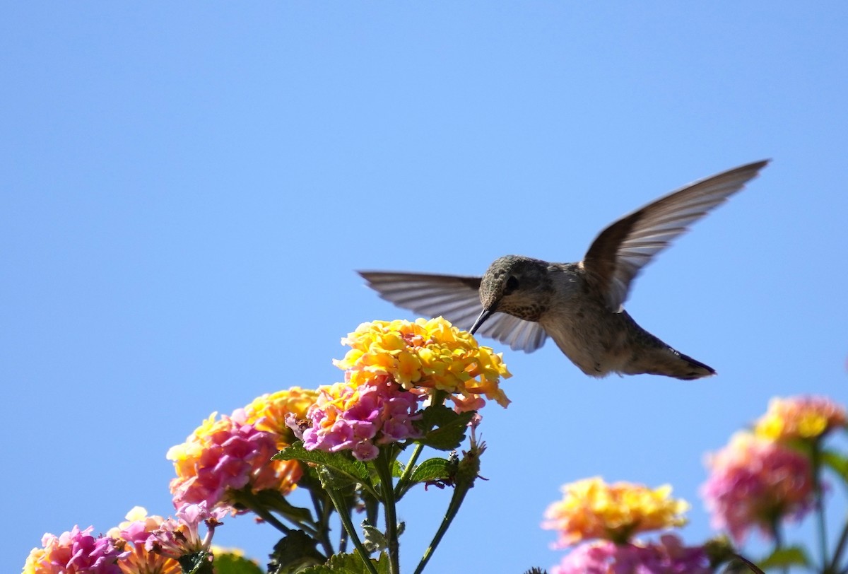 Anna's Hummingbird - ML618134270