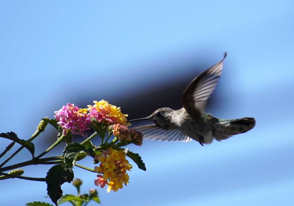Anna's Hummingbird - ML618134271