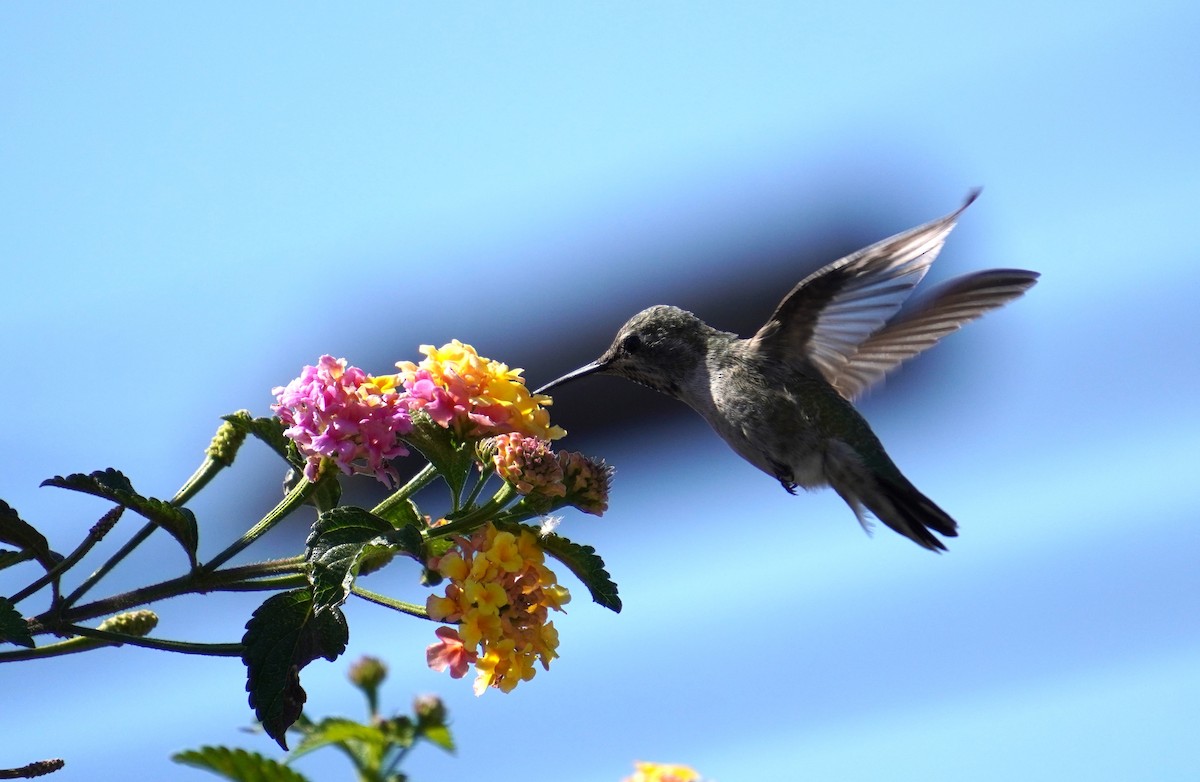Anna's Hummingbird - ML618134272