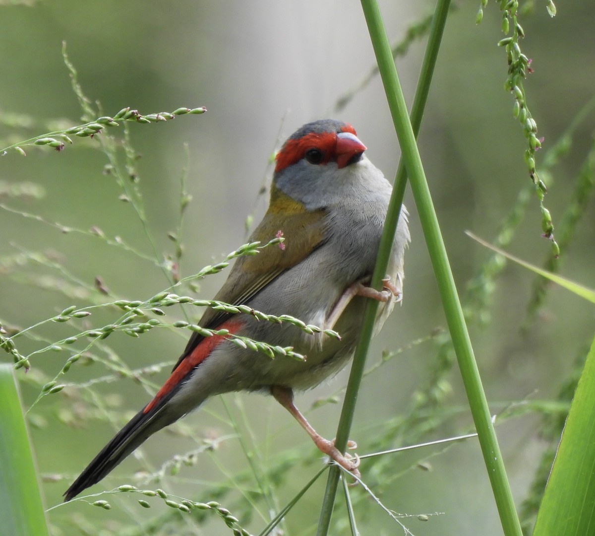 Red-browed Firetail - ML618134277