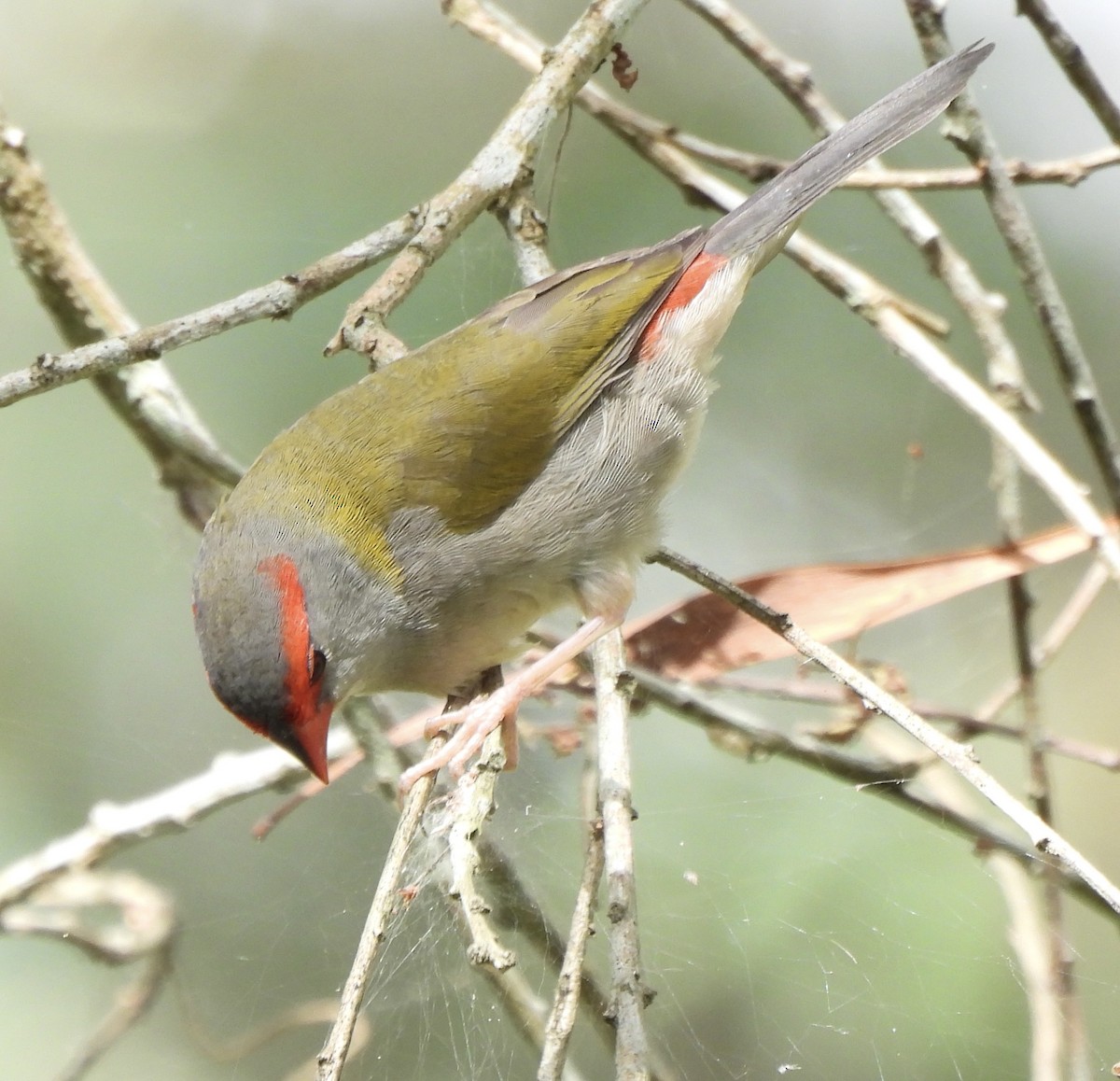 Red-browed Firetail - ML618134281