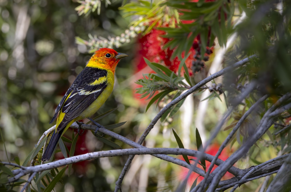 Western Tanager - ML618134297