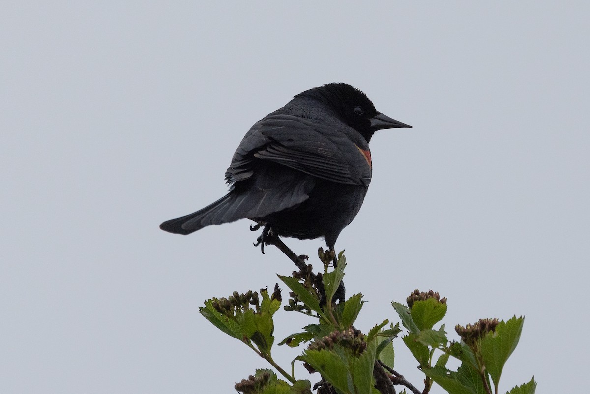 Red-winged Blackbird - John Reynolds