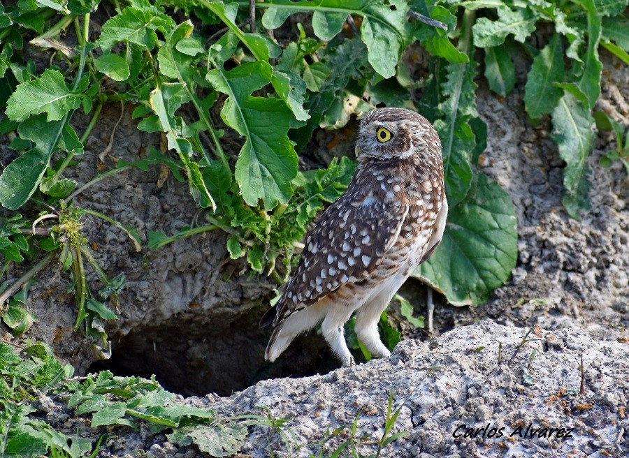 Burrowing Owl - ML618134325