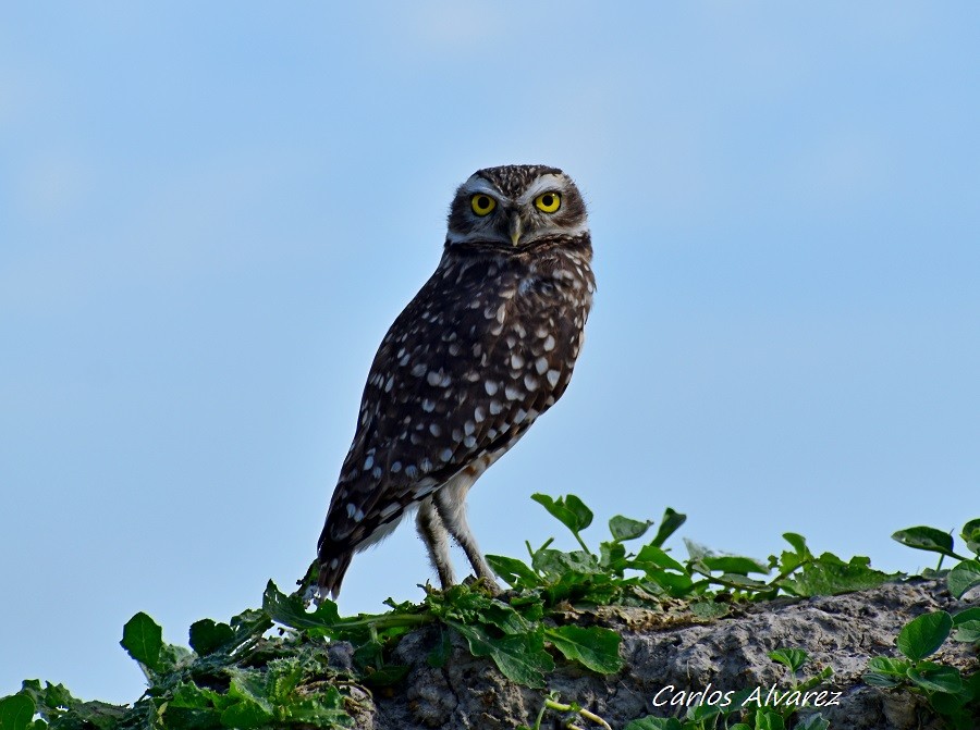 Burrowing Owl - ML618134328