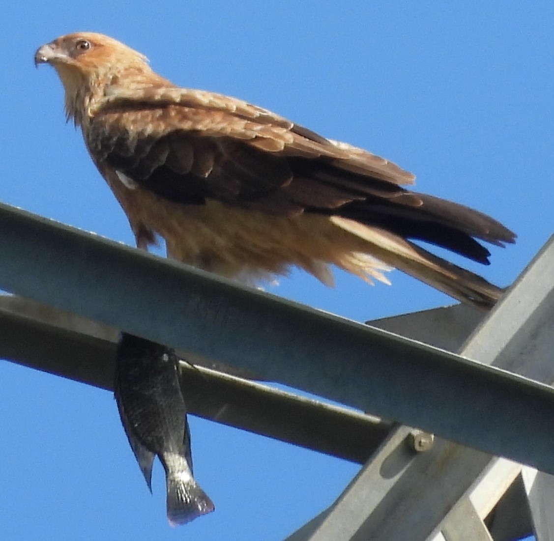 Whistling Kite - Suzanne Foley