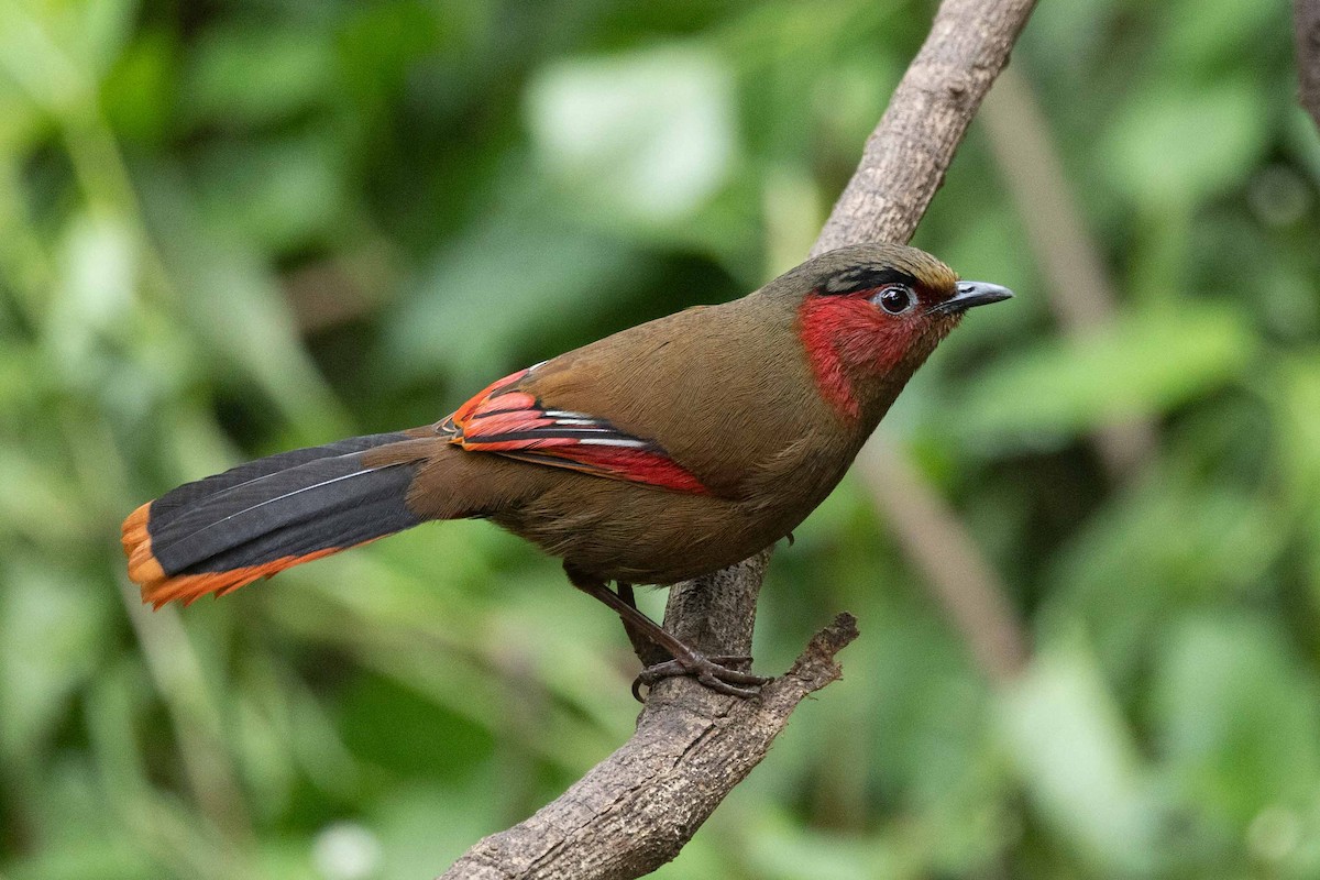 Red-faced Liocichla - ML618134386