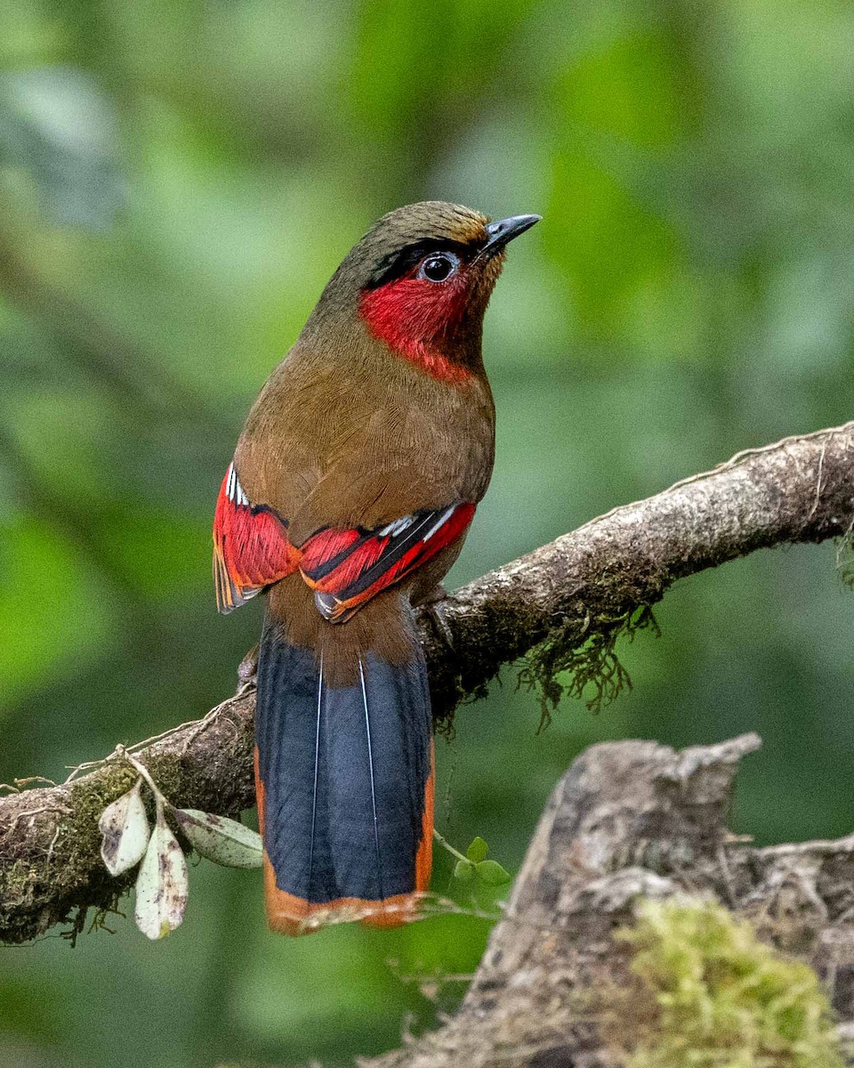 Red-faced Liocichla - ML618134387