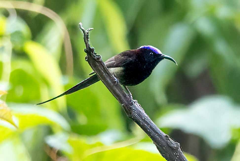 Black-throated Sunbird - ML618134390