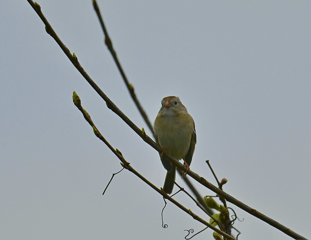 Field Sparrow - Nui Moreland