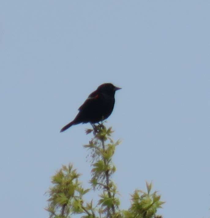 Red-winged Blackbird - ML618134397