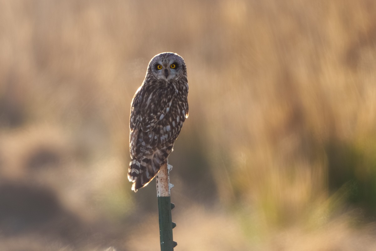 Short-eared Owl - ML618134398