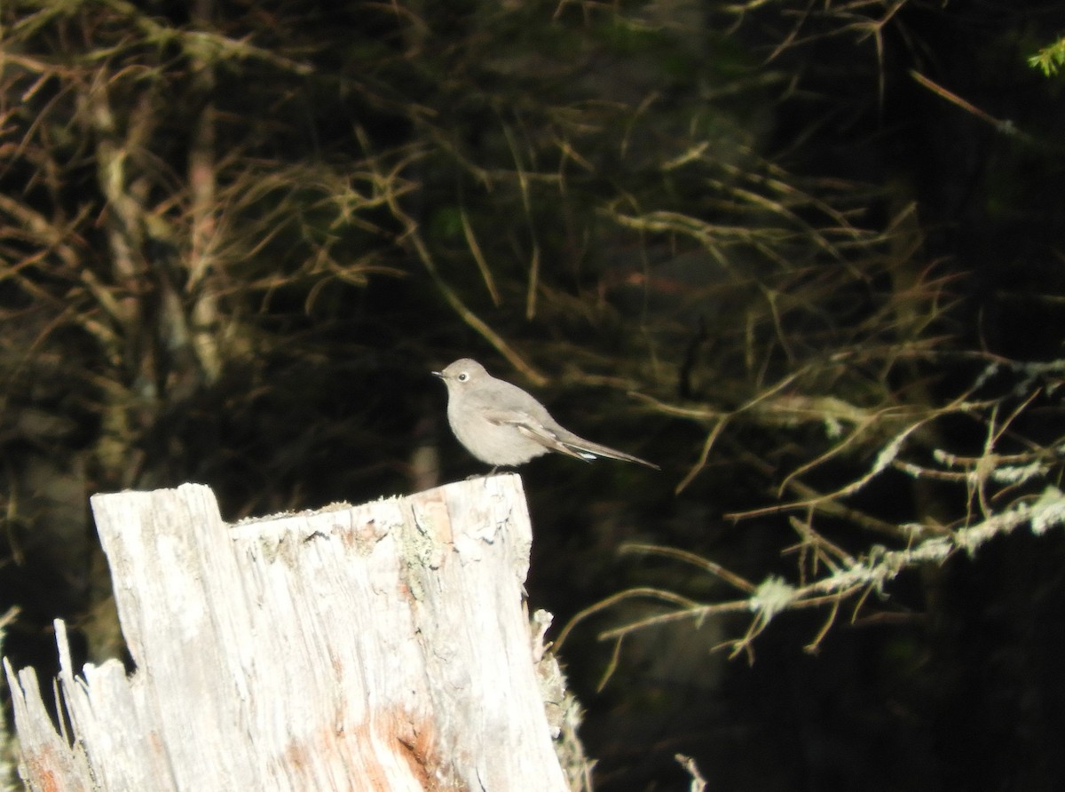 Townsend's Solitaire - ML618134400