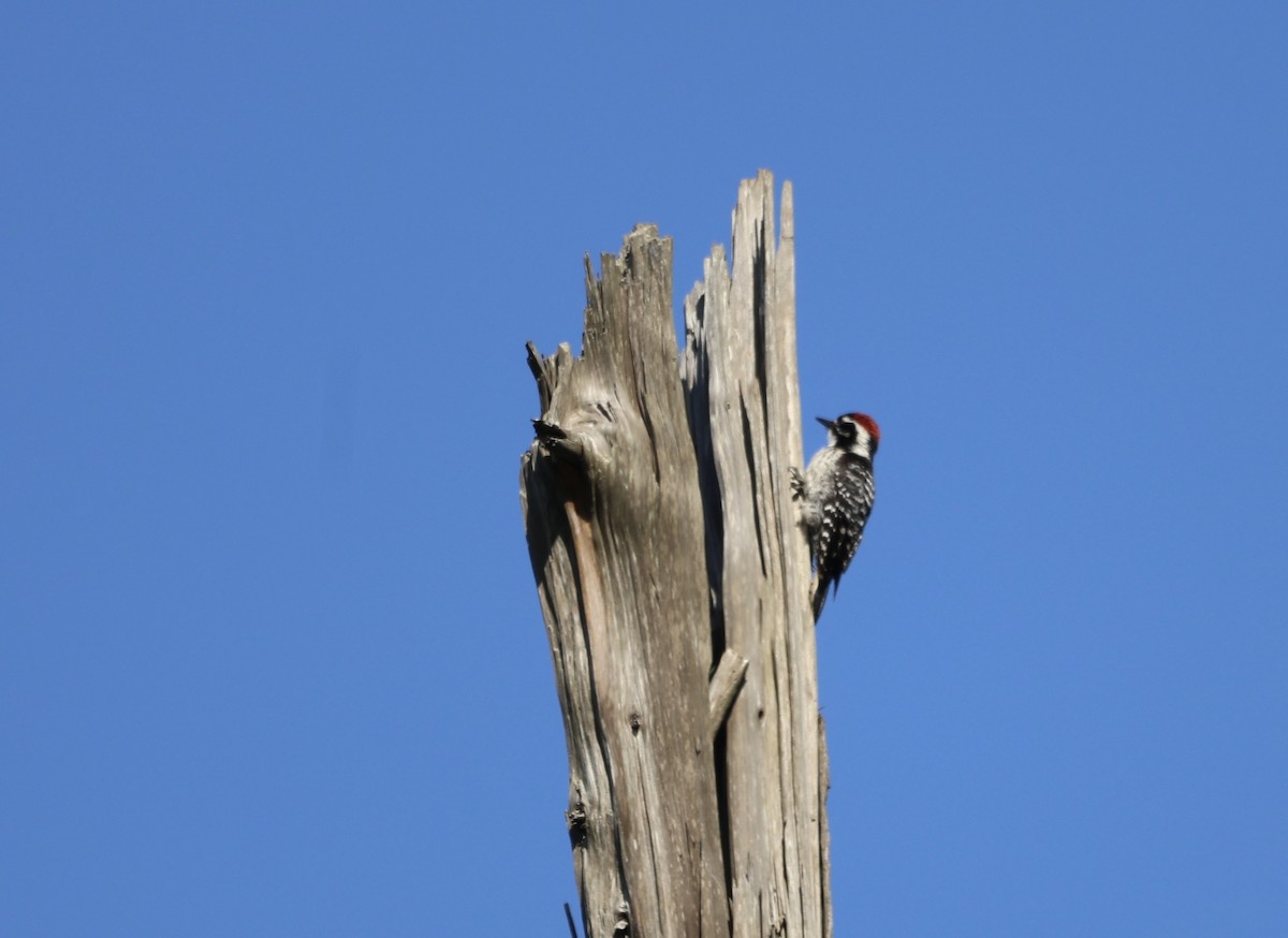 Nuttall's Woodpecker - ML618134403