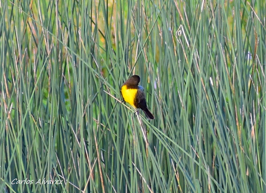 Brown-and-yellow Marshbird - Carlos  Alvarez