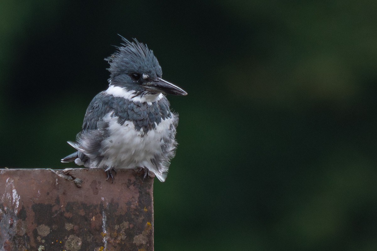 Belted Kingfisher - ML618134417