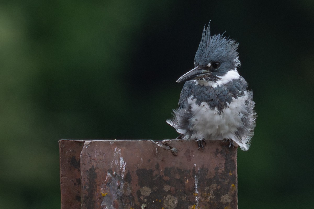 Belted Kingfisher - ML618134418