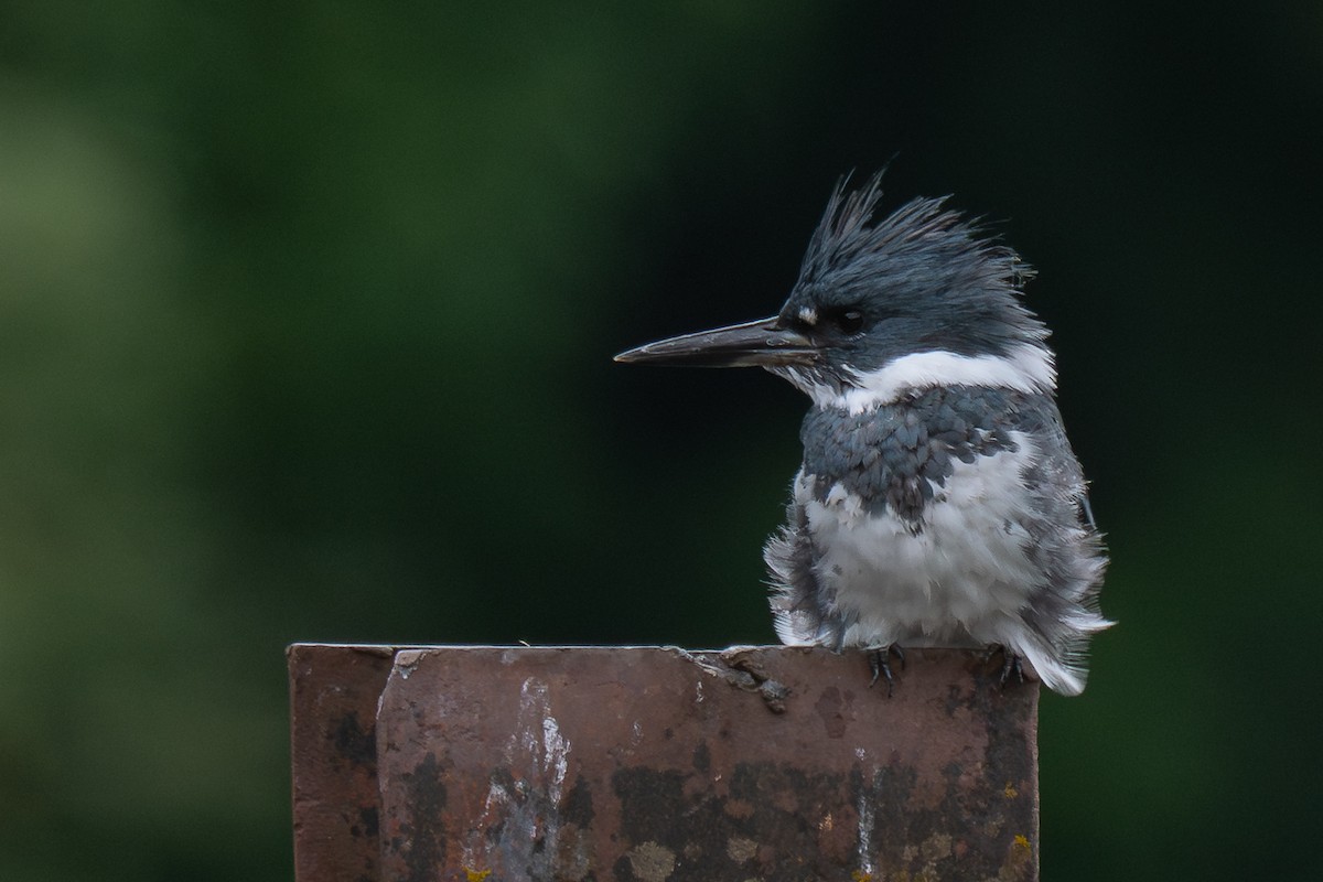Belted Kingfisher - ML618134419