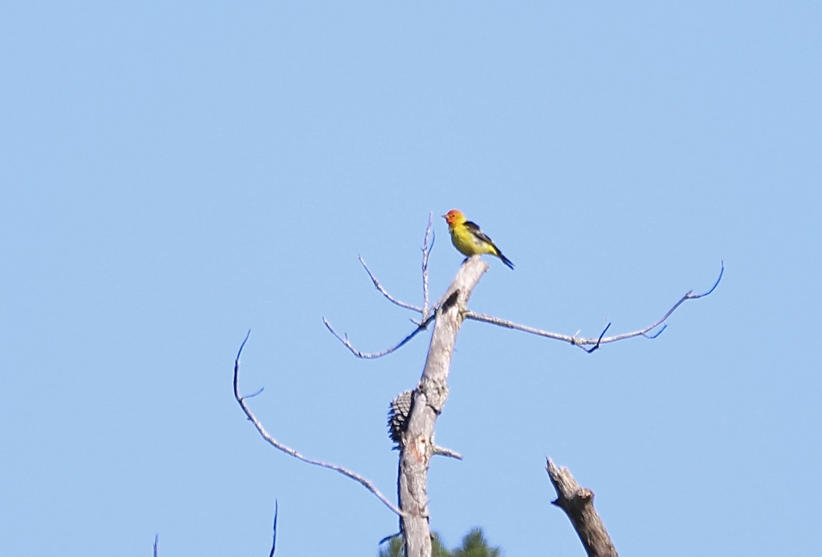 Western Tanager - ML618134436