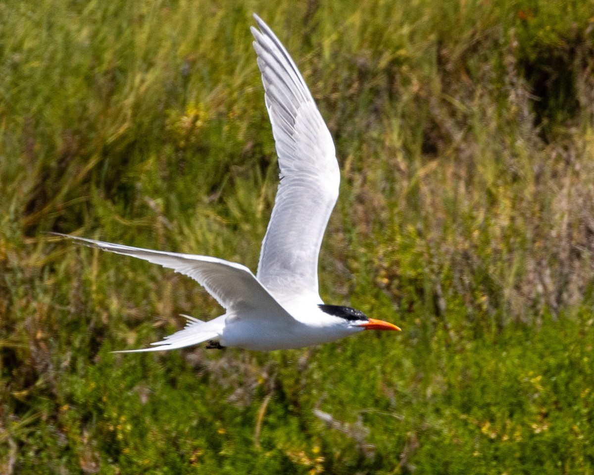 Royal Tern - Philip Kline