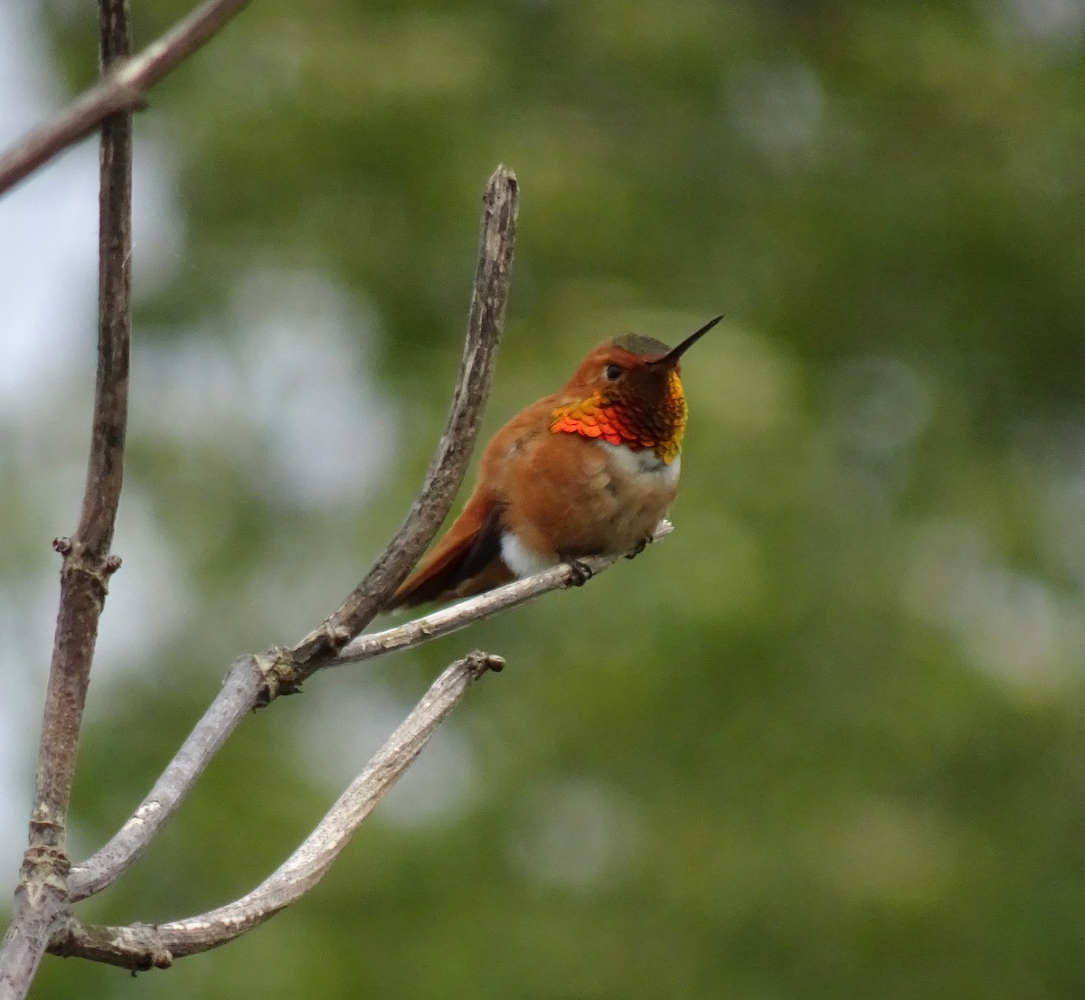 Rufous Hummingbird - ML618134472
