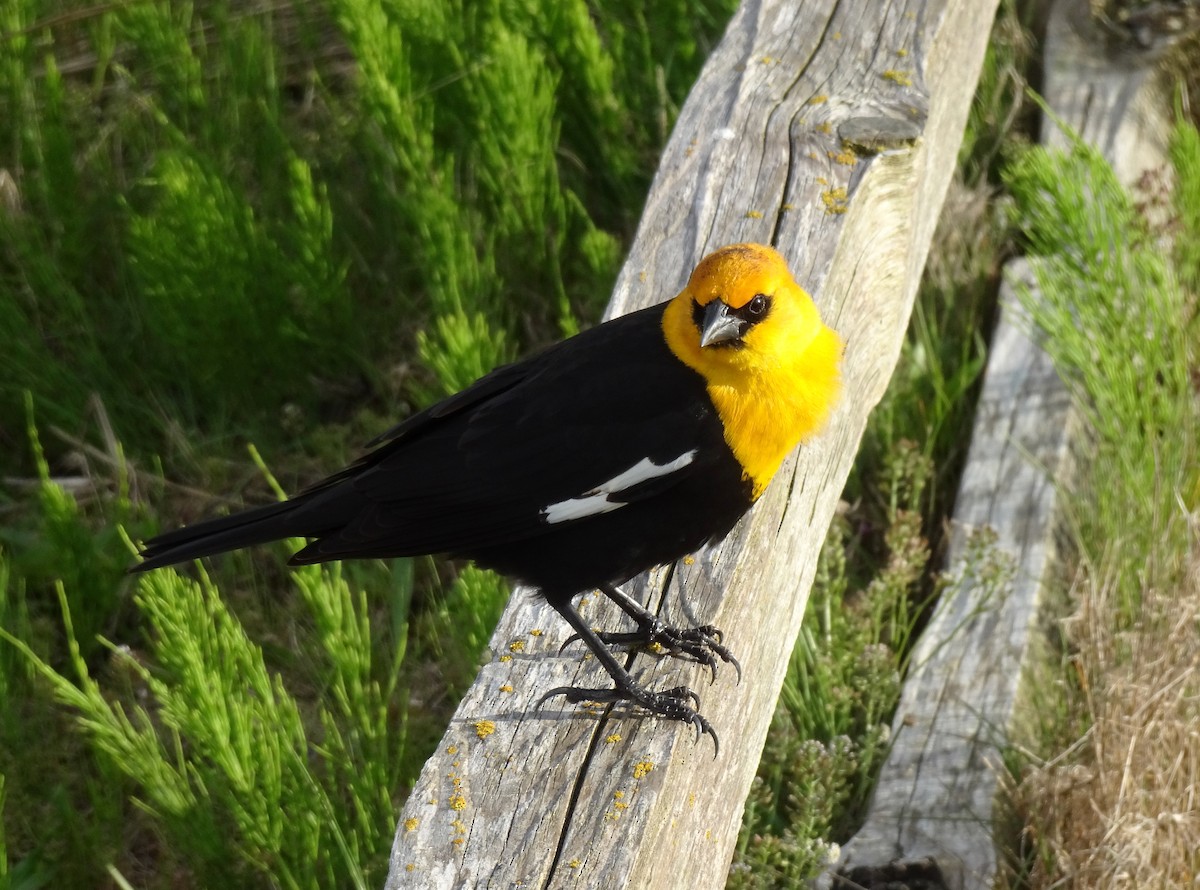 Yellow-headed Blackbird - ML618134490
