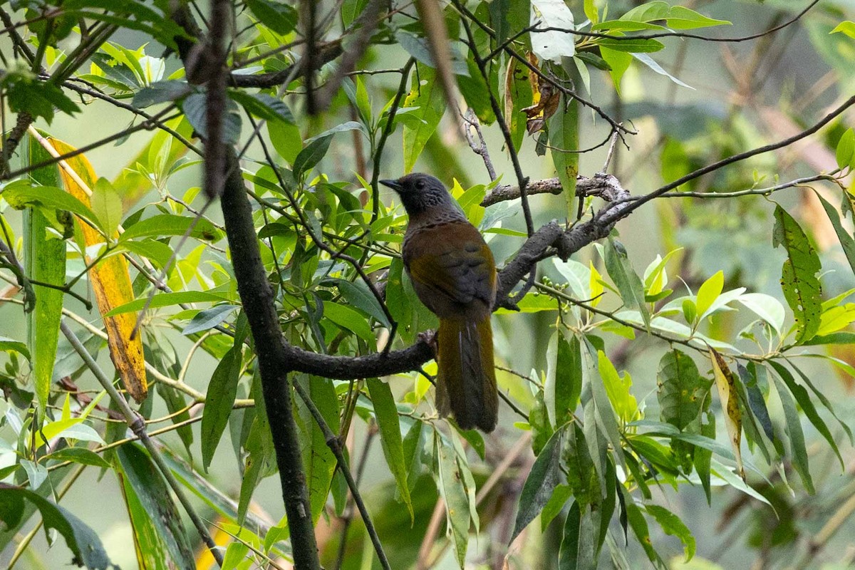 Chestnut-crowned Laughingthrush - ML618134500