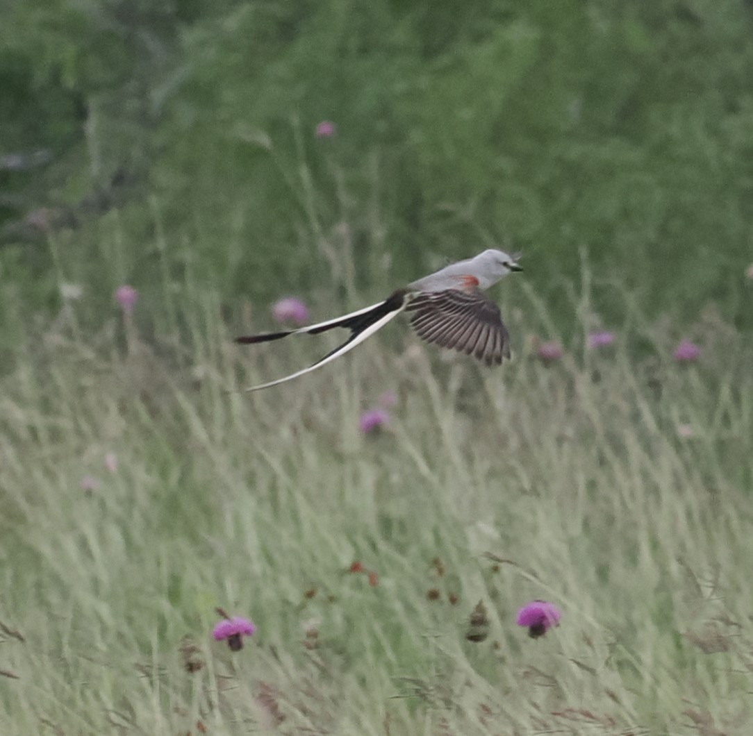 Scissor-tailed Flycatcher - Mark Stevenson