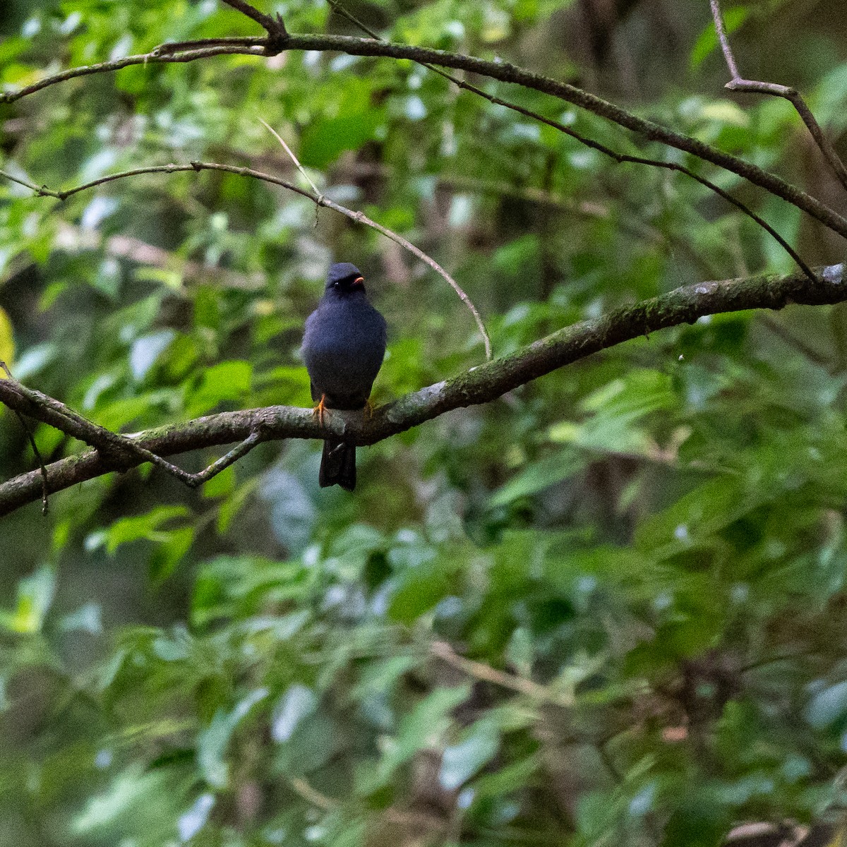 Black-faced Solitaire - Anthony Batista