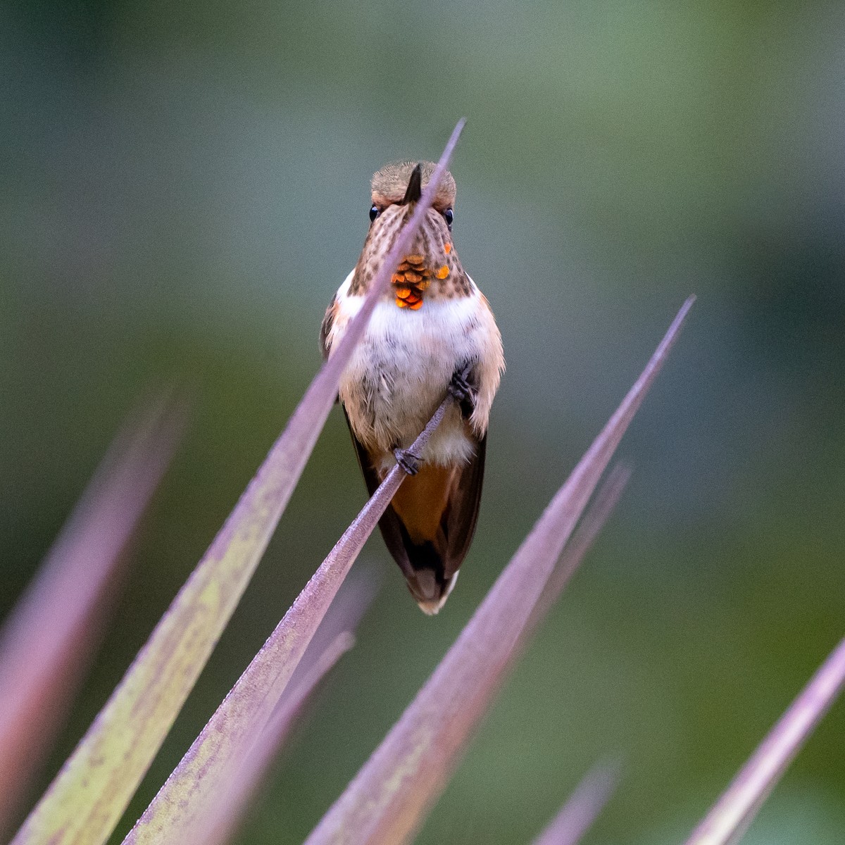 Scintillant Hummingbird - Anthony Batista