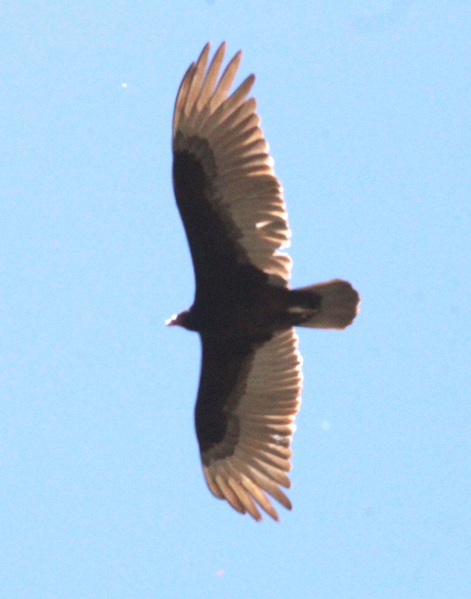 Turkey Vulture - ML618134589
