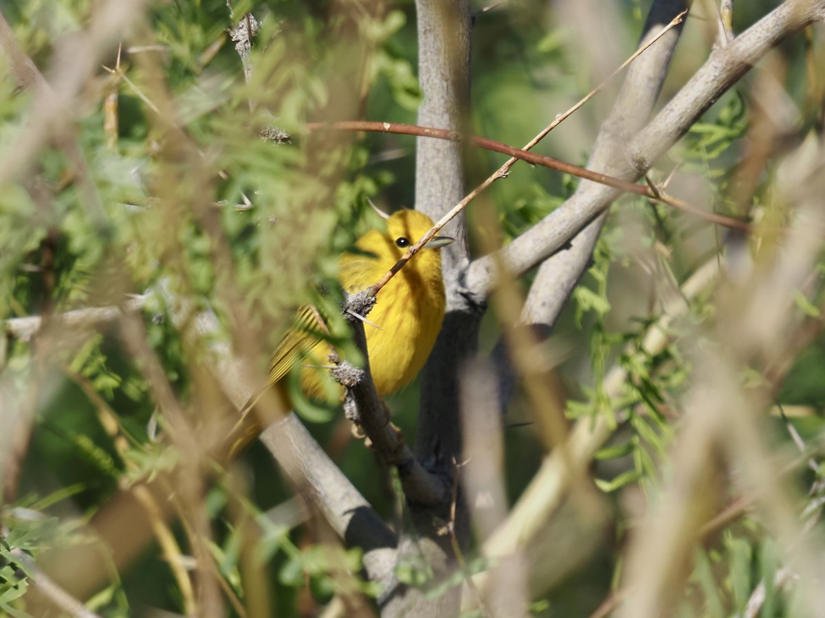 Yellow Warbler - Gjon Hazard