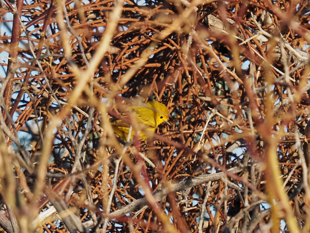 Yellow Warbler - Gjon Hazard