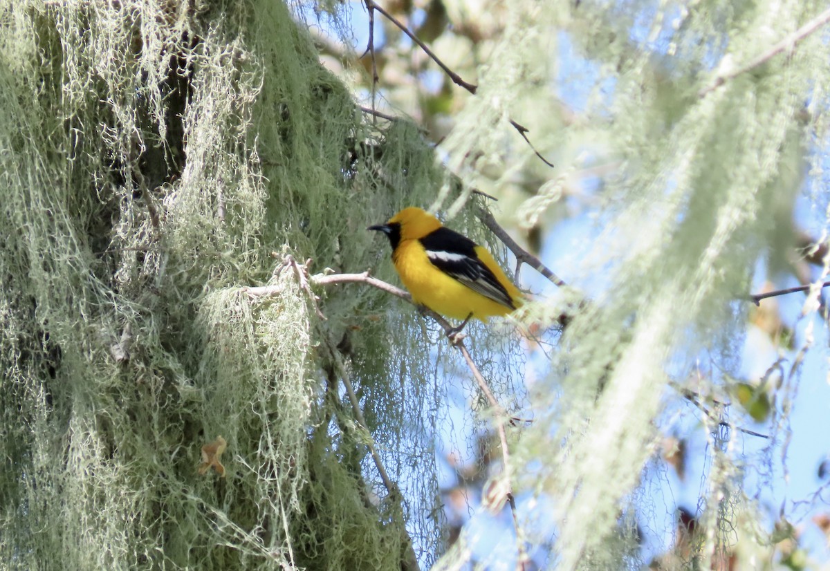 Hooded Oriole - Petra Clayton