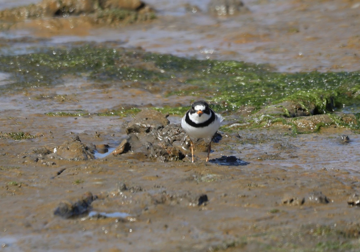 Semipalmated Plover - ML618134643