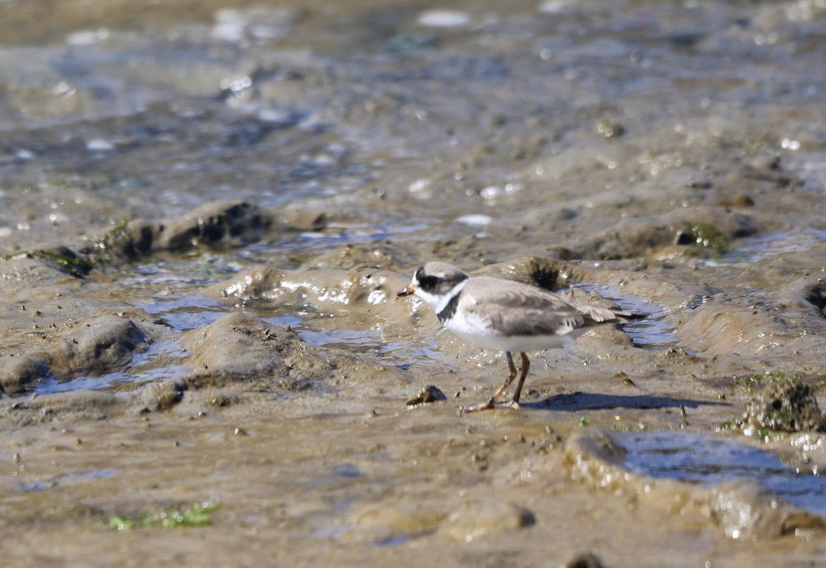 Semipalmated Plover - Keith Maley