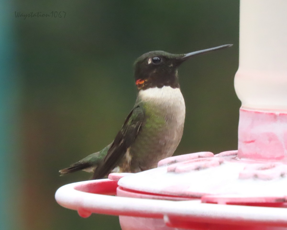 Ruby-throated Hummingbird - ML618134661