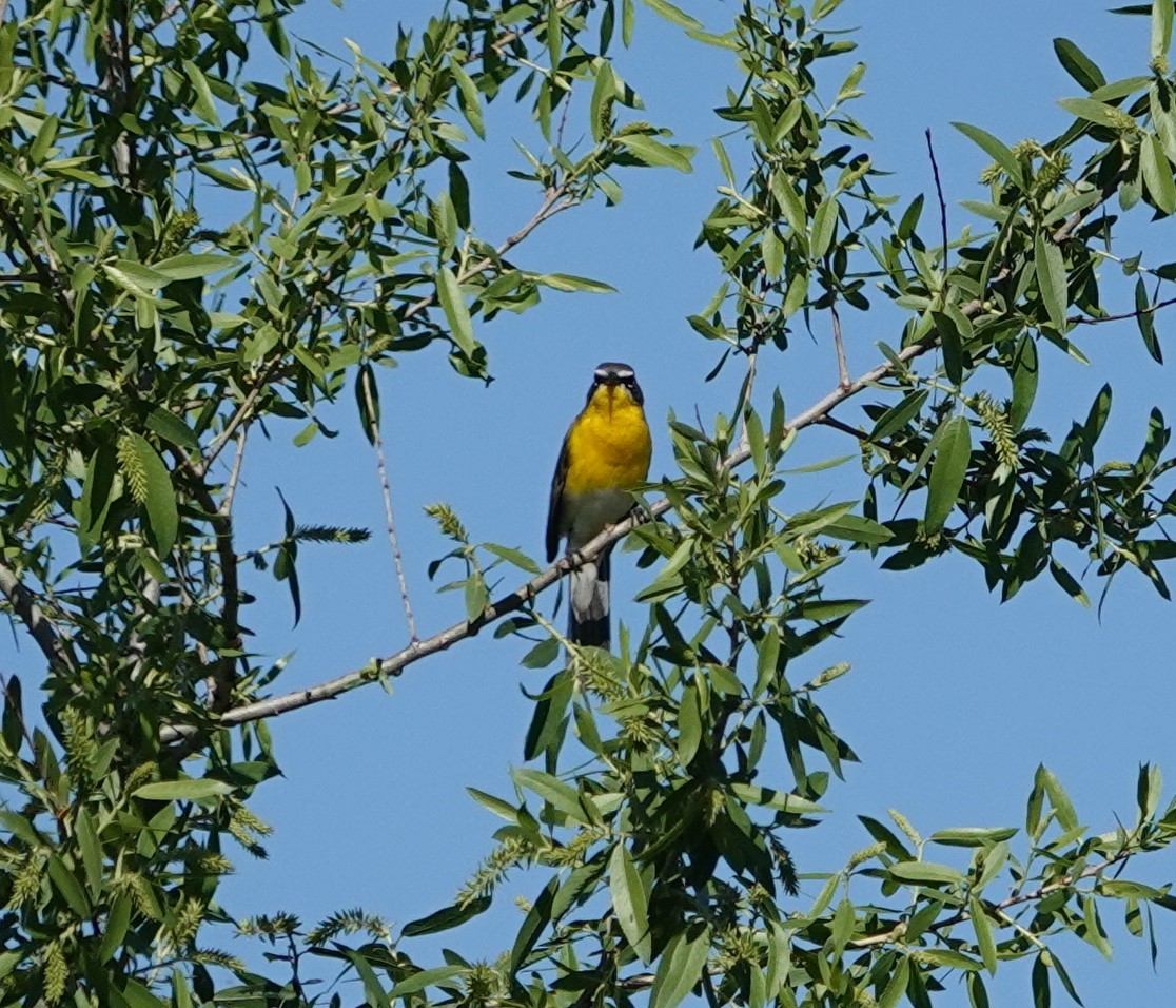 Yellow-breasted Chat - ML618134673